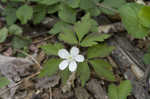 Wood anemone